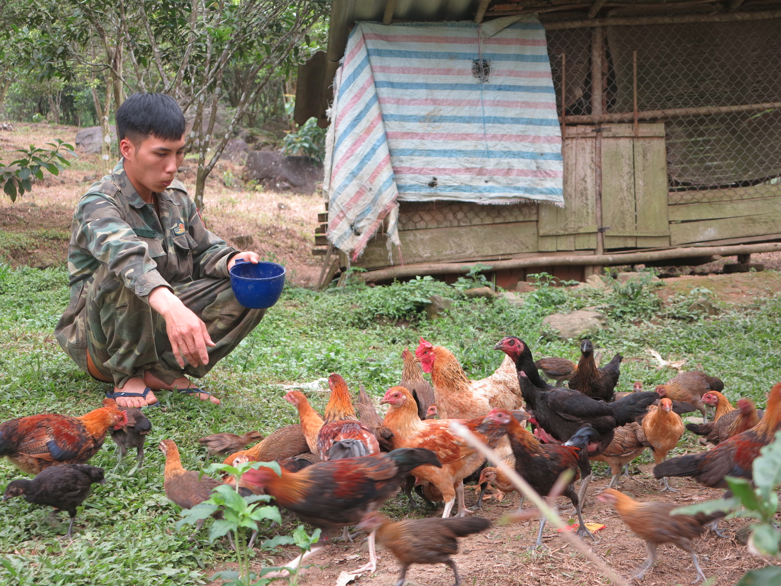 Mô hình nuôi gà rừng mang lại hiệu quả cao