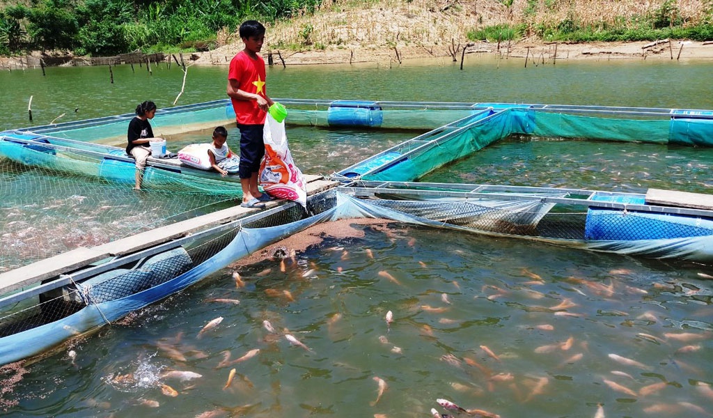 Lựa chọn vị trí đặt lồng bè là bước quan trọng trọng nuôi cá trên sông hay hồ chứa