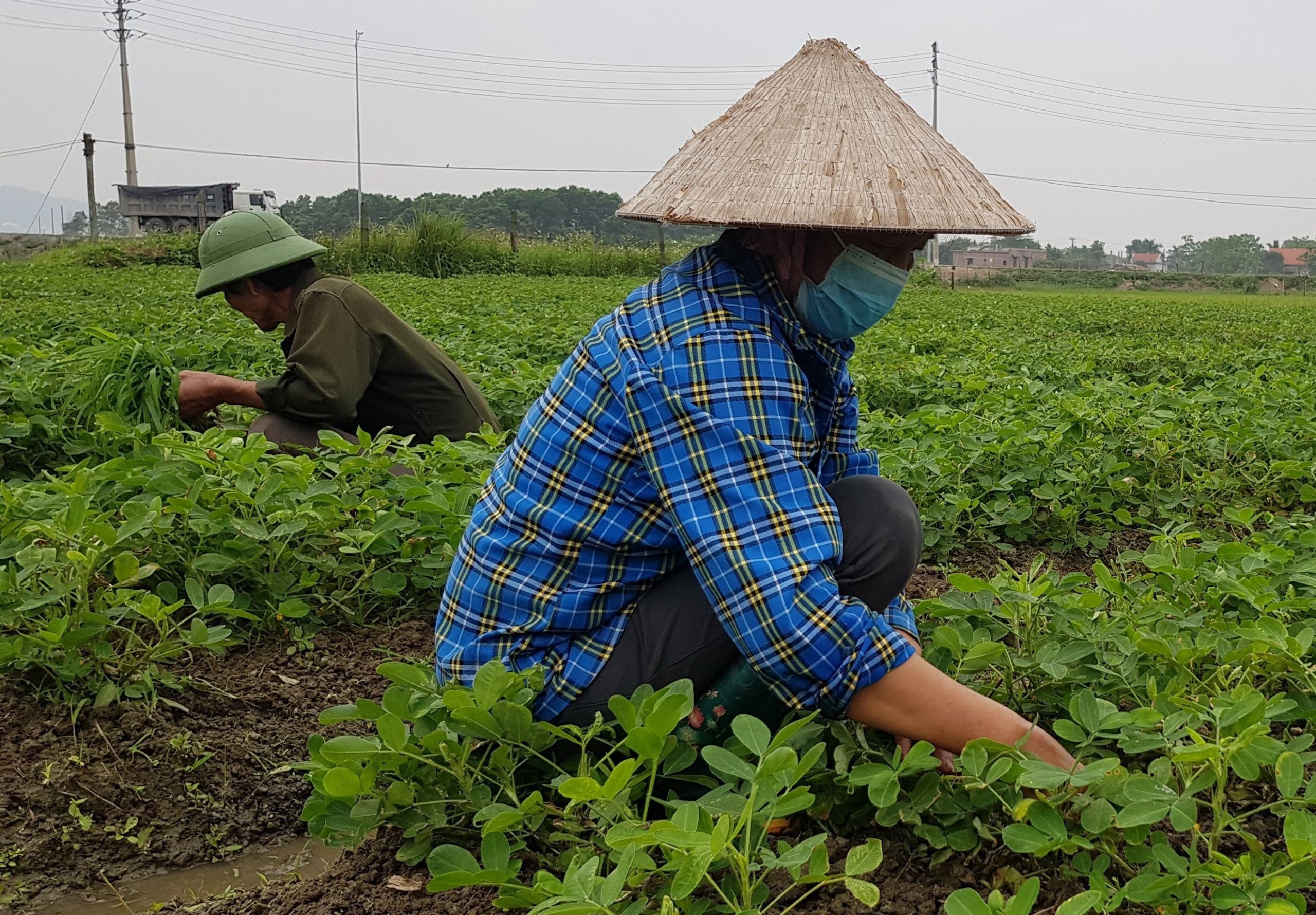 Bắt bỏ từng cá thể sâu hại chính là cách diệt chúng triệt để nhất