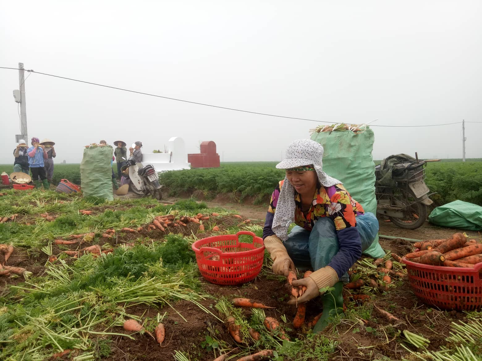 Người nông dân cần biết cách phòng tránh bệnh thối hạch để tránh gây hại cho mùa màng