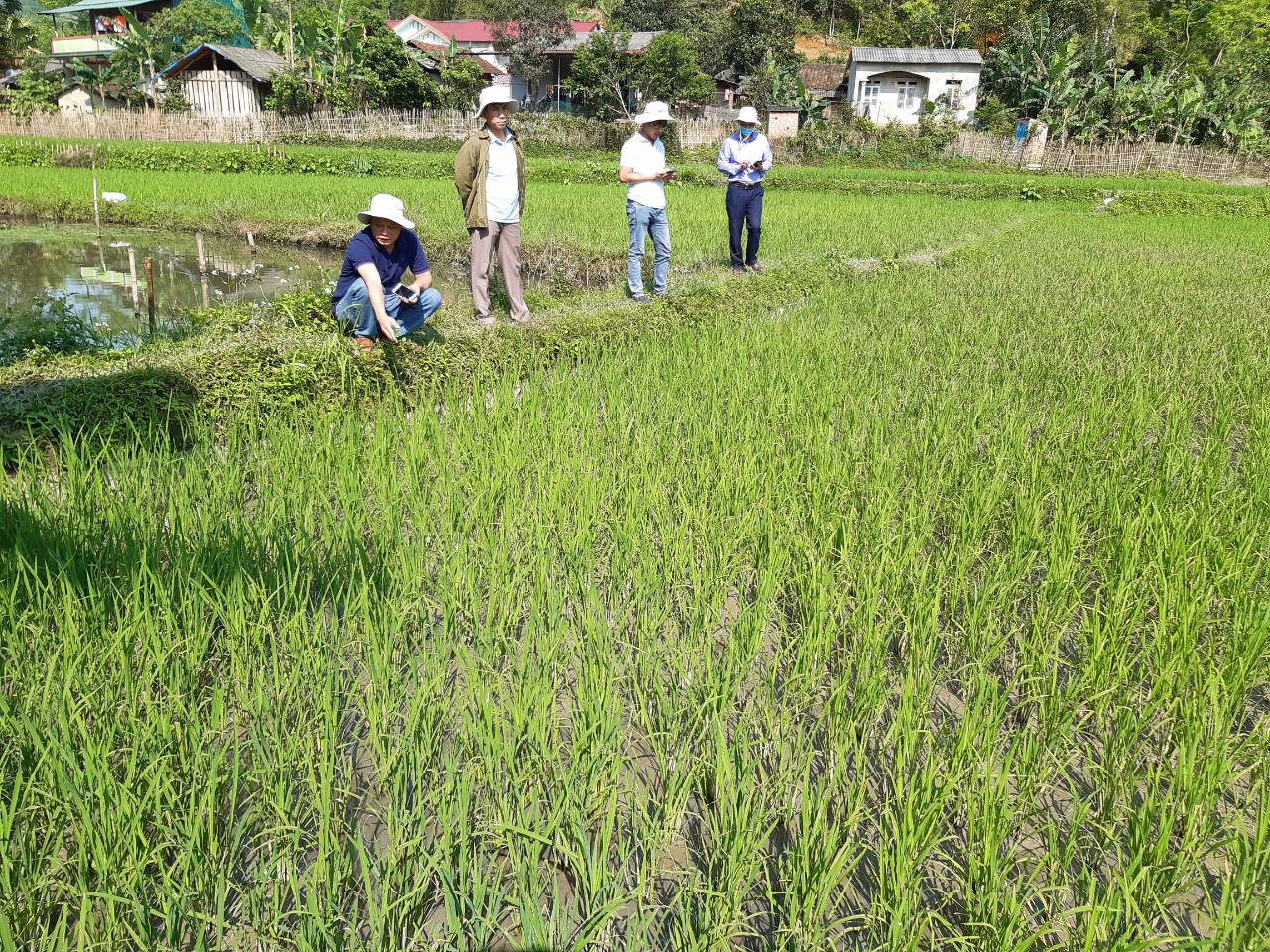 Cần kịp thời phát hiện nguồn bệnh để ngăn chặn bệnh lây lan cho cả ruộng lúa