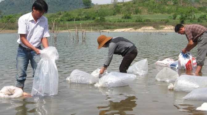 Thả cá rô đồng với mật độ hợp lý