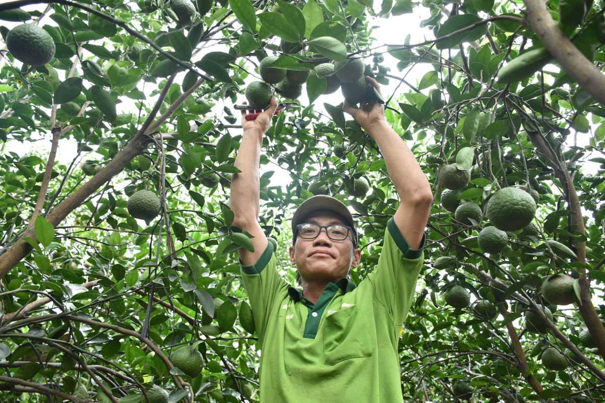 Kinh nghiệm trồng cam sành trên đất phèn