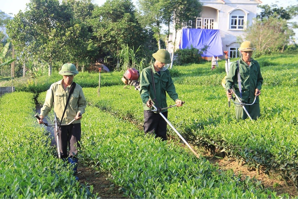 Cây chè cần được chăm sóc, bón phân và phun thuốc hợp lý theo từng giai đoạn để mang đến hiệu quả cao nhất