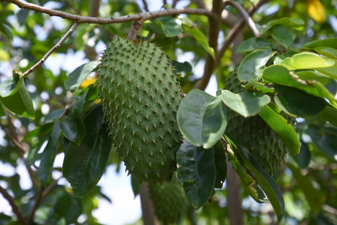 Kỹ thuật trồng mãng cầu xiêm mang ra trái