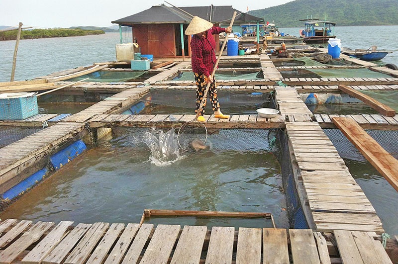 Phòng bệnh cho cá giống luôn được quan tâm