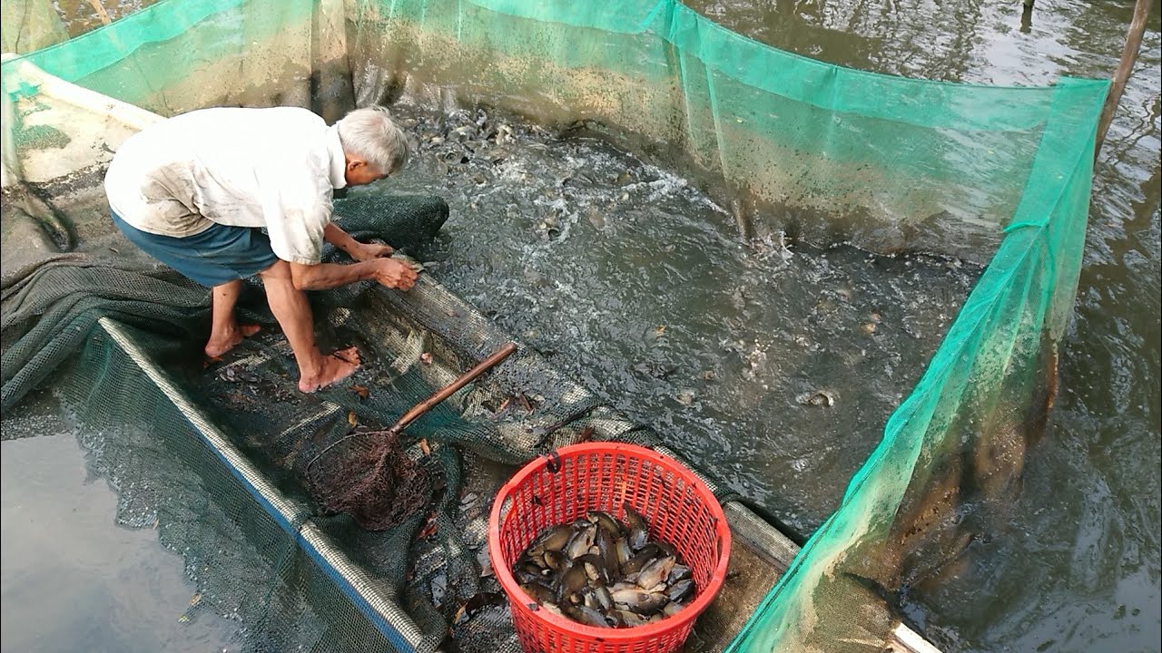 Tiến hành tham và phòng bệnh cho cá khi giao mùa