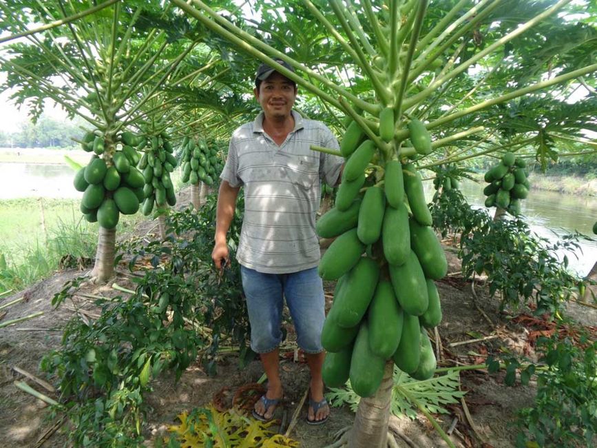 Bí quyết trồng cây đu đủ lùn Thái