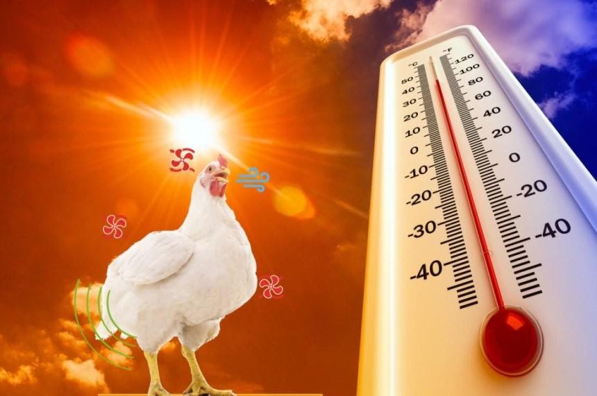 Hiện tượng stress nhiệt trên gà thịt hiện nay xảy ra ngày càng phổ biến